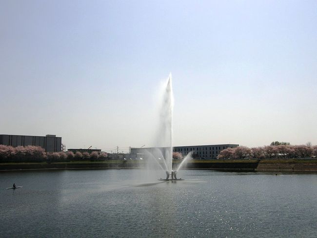 幸手市の権現堂の桜堤の桜を見るため、早朝、権現堂目指し車で出かけましたが、権現堂1キロ手前で渋滞に・・<br />渋滞の中しばらく、のろのろ走っているうち昨年を思い出し、大沼公園から中川に合流する川の両側の桜並木を先に観て、その後、権現堂近くの国道4号線沿いの8時半開門の権現堂公園(1号公園)の駐車場を利用して、権現堂川・御幸湖沿いに権現堂堤まで歩くことにしました。<br /><br />権現堂堤桜まつりは大混雑、工夫し桜堤を楽しみました <br /> 1.権現堂公園(1号公園)から権現堂堤まで<br /> 2.権現堂桜堤を歩く<br />☆3.権現堂堤から御幸湖・権現堂川畔の桜を楽しみながら権現堂公園(1号公園)まで