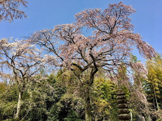 第16代佐野藤右衛門邸の桜<br />５年前のこの時期「関西お城めぐりと桜花見ドライブ」に車で来た際に偶然見つけた桜守のお庭<br />あの時の感動が忘れられずに再訪<br />このところの温かさでお目当ての枝垂れ桜は満開を過ぎ散り始めていたものの、桜守のお庭では聞いたことも見たこともない素晴らしい桜を堪能<br />徒歩で嵐電車折神社駅まで行き、駅前の車折神社をお参りしてから嵐山へ向かう