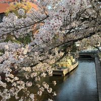 春の京都 2018 ⑥ 鴨川-京都御苑散策
