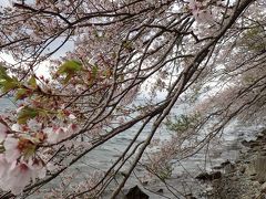 電車とバスで琵琶湖一周桜旅１泊２日～名残の花編