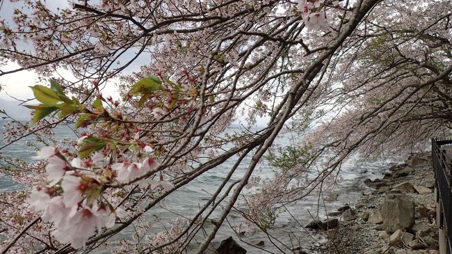 そもそもの発端は、定期購読してる某旅雑誌に載ってた桜旅<br />一読して、これなら地元からでも行けるやん~!!と、早速計画を立てることに<br />で、元は日帰り旅行のところ、島国(笑)出発故1泊にアレンジ、他の予定の合間を縫って、ベストと思われる時期を予想して早めにホテルを押さえ、準備万端整えてたんやけど…<br /><br />…桜咲くん早すぎ…(T_T)<br /><br />かといって、今さら変更も叶わず、せめてもの思いで1箇所新たに花見場所を追加して、ダメ元で出発した次第<br />しかも当日は雨予報…なので、当初テンションもか~なり低めやってんけど、果たして結果は…??<br />と言う訳で、半ばタイトルと表紙写真でネタバレしてるけど(爆)、終わってみればちゃんと満足のいく旅行に(^_^)v<br />今UPしても今年の時期はもう終わってるけど(^◇^;)、備忘録&読んで下さった方の来年以降の参考になれば幸いです(*^。^*)