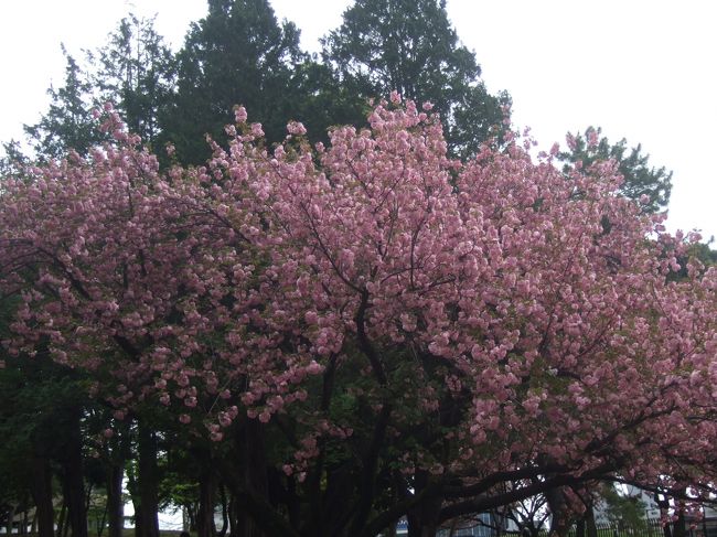 近場で行ったところの桜を撮ってみました。<br />何日にも分けて撮ったので、3月と4月になってます。<br /><br />表紙は青山公園＠六本木の八重桜です。4月7日撮影<br /><br />作成中