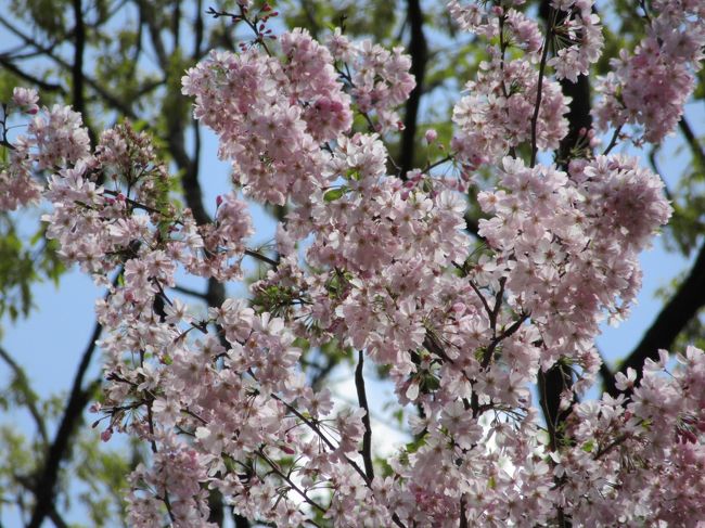 横浜は桜が終わり…と思ったら、里山ガーデンにいろいろな種類の桜が。大花壇と桜を楽しみました。