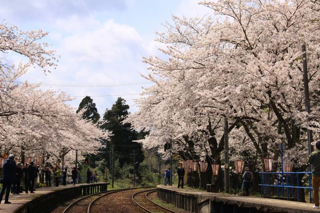 能登半島の穴水町にあるローカル線・のと鉄道の能登鹿島駅。のと鉄道の各駅には愛称駅名がつけられていて、能登鹿島駅は「能登さくら駅」と呼ばれています。この駅のプラットホームの桜が満開になると「桜のトンネル」を列車が行き交い、多くの観光客が訪れます。