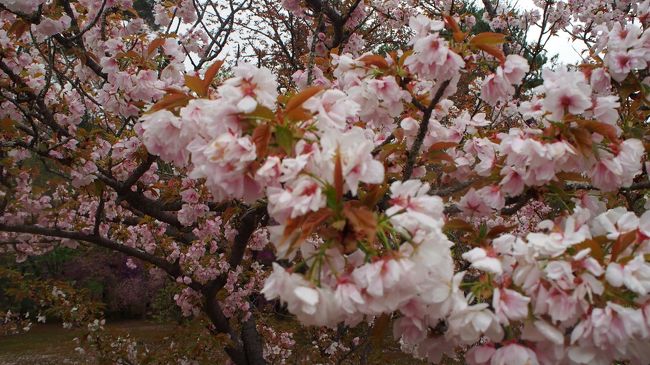 今年の桜見学は奈良県の吉野山を予定してましたが、開花が早く予定していた時には既に葉桜になっていました。そのため、急遽予定を変更して御室桜と造幣局の桜を見学に行きましたが、残念な結果になりました。