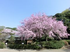 新宿御苑で桜を満喫♪～２０１８～