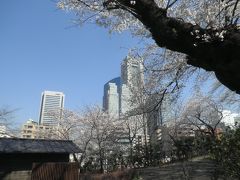 横浜の桜は儚く・・・。