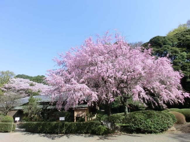 桜シーズン到来♪・・・ということで、お決まりの?!新宿御苑へ。<br />実はこの前の週にも訪れたのですが、その時は友人と一緒＆曇り空で写真もそんなに撮らなかったため、今回また改めて訪れたのでしたー。<br />