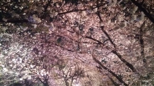 山口県下関市で御朱印巡りの旅をしました。桜が満開でした。