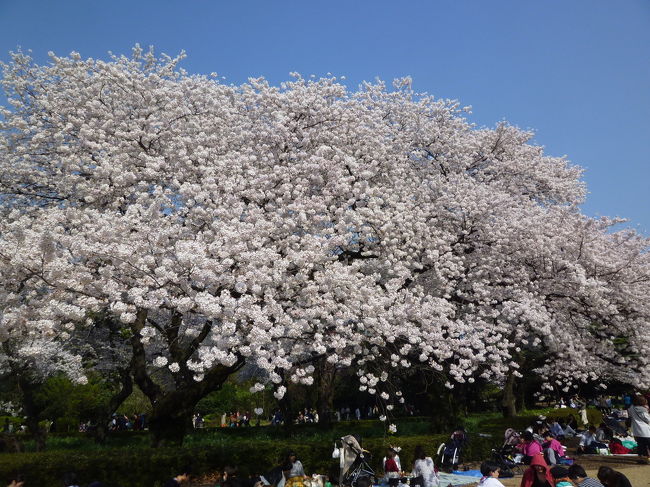 【色々な桜を見れる新宿御苑：ソメイヨシノを見飽きた方にはお奨めです 2018/03/28】<br /><br />食事の後、新宿御苑へ行きました。入口では、荷物検査をしていたので、行列ができていました。ここの桜は、ソメイヨシノ以外の桜が見れるので、楽しめました。目黒川の桜、千鳥ヶ淵のソメイヨシノの桜をおなか一杯になるほど鑑賞したので、流石に食傷気味、懐石料理の様に、色々な桜を見れるのは満足させてくれました。目一杯、桜を楽しむなら、目黒川や千鳥ヶ淵はお奨めですが、両方を楽しむなら新宿御苑でしょうか。<br />・開園時間：9:00～16:00<br />・入園料：一般200円