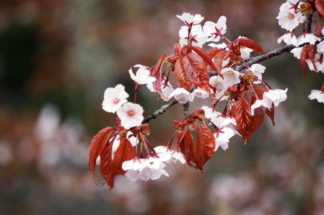 吉野 京都 吉野山に山桜を観に 吉野 奈良県 の旅行記 ブログ By クラウディアさん フォートラベル