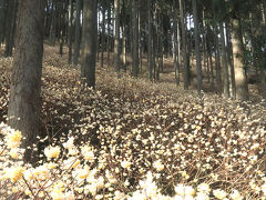 九重町の杉山に咲くミツマタの花