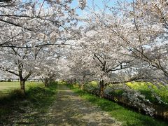 早朝ウォーキングで見られる自然の営みを・・・満開になった桜花と野の花