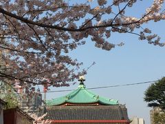 咲き急ぐ桜を追いかけて～上野公園