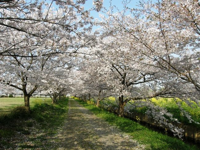 リハビリを含めて、早朝ウォーキングを毎日続けています。<br />天気予報で桜前線の北上を告げているのを聞くと、開花は相当早く北上していることを聞き、どうせ歩くのであれば、早朝ウォーキングを桜が多い地区に変えて歩くことにより、一挙両得とばかり、何時もの通り早朝に出発・・<br /><br />結果は、満開の桜を楽しむことが出来た。<br />今回は、久喜市鷲宮地区だけでなく加須市川口地区まで足を延ばしました。