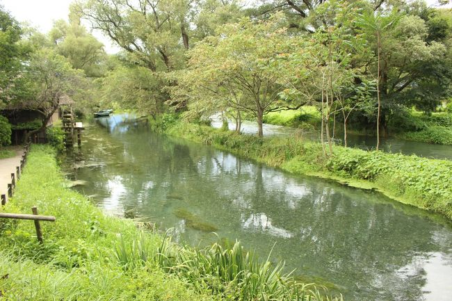 八尾を出発し、今日の宿安曇野へ。 <br />夫が有料道路代をケチって進んでいった一般道路がとんでもなくくねくねで、へとへとになって安曇野にたどり着きました。 <br />ここのホテルはなかなかいいお湯だったし、お食事も美味しかったのでした。 <br /><br />海から離れ、今度は山の中。 <br />この日は軽井沢に抜けるため、途中で黄金桃を買って先へ進みます。 <br />と、夫が「宿のパンフレットに載っていたわさび田に行きたい」と言い出したので、まあ、いそぐ旅でもナシ・・・ということで向かうことに。 またいつものアクシデントに見舞われました。<br /><br />そしてそのあと懲りずに、また思いつきで篠ノ井廃線あとへ。いつも通り行き当たりばったりの旅です。