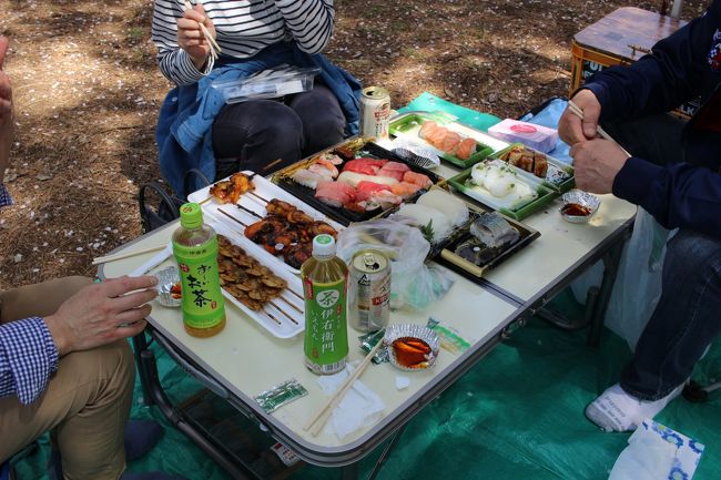 小金井公園でお花見