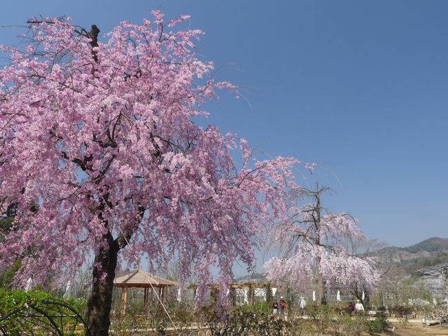 あしかがフラワーパークのサクラ_2018_桜以外にも春の花が綺麗に咲いています。（栃木県・足利市）