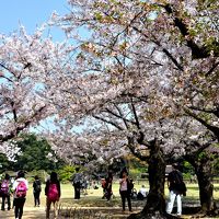 続・おじさんの一人旅、鳥取から岡山へ・・春爛漫桜咲き誇る後楽園を訪ねて