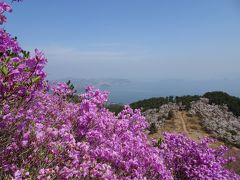 巨済島テグムサンのツツジと桜並木