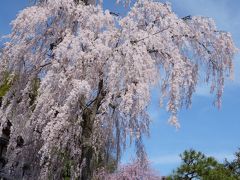 すばらしい「喜多家の枝垂れ桜」。これを見るためなら何千里も厭いません。 圧巻です。