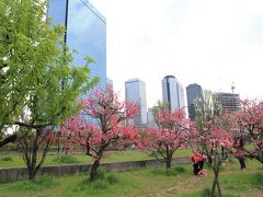 大阪城公園　桃園の桃の花。