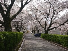 与田切公園の桜を満喫