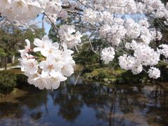 兼六園の桜が満開でした。息を飲む美しさです。最高でした。