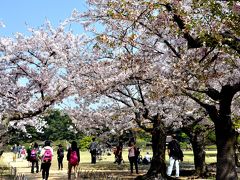 続・おじさんの一人旅、鳥取から岡山へ・・春爛漫桜咲き誇る後楽園を訪ねて