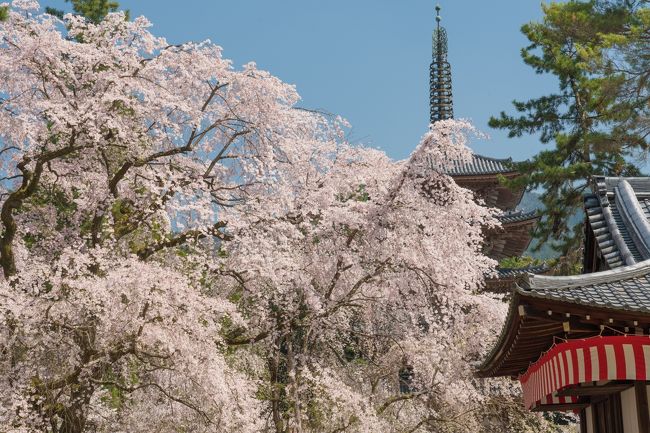 3月28日、満開の桜です。午後、日差しとしては最高の時に訪れました。<br />一時は衰えていた桜が、勢いを盛り返し、五重塔を隠してしまう勢い。