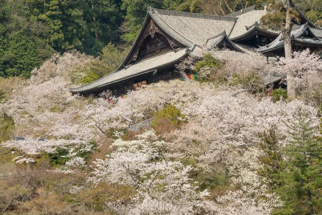 ひっそりとした佇まいの寺が桜に覆われます。