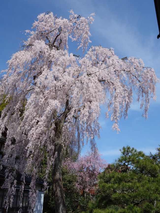 今日は「喜多家しだれ桜」を見るのが第一の目的です。ウワサには聞いていたのですが，本物はどうか。。。。<br />すばらしい。日本一の枝垂桜です。頭が下がります。関係者のみなさま，ありがとうございます。生きていてよかった。 