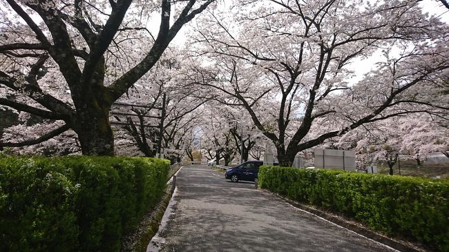 　桜祭りをやっていたので、移動時間調整で寄ってみました。今日は、朝雪が舞っていたとのことで、非常に寒かったので誰もいませんでしたが、桜を堪能してきました。