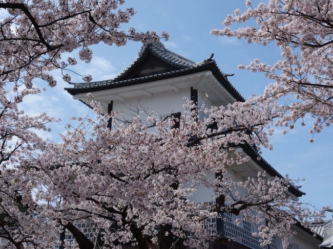 兼六園から金沢城へ。金沢城石川門の桜が満開でした。石川門よこの石垣の上の桜もみごとでした。