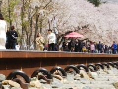 桜舞散る、鎮海へ   ～南浦洞から日帰りの旅～