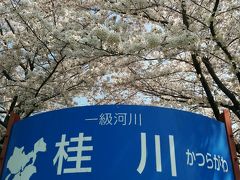 京都に春の訪れ：ぽかぽか陽気に誘われるように桜と菜の花が満開の笑みで咲き乱れていました（一級河川「桂川」桜並木編）