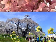 雪と滝桜！ 冬と春が同居している福島県！ 磐梯熱海温泉で足湯！