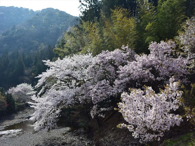 伊勢で花見。