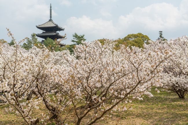毎年、満開の翌日には大風、雷雨などで散ってしまう不運な御室桜を初めて捉えました。<br />幸運でした。