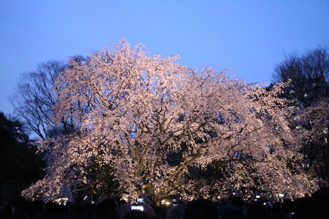 しだれ桜で有名な六義園に行きました。この時期には開園時間を延長してライトアップしたしだれ桜を見ることができます。それだけにすごい混雑でした。ＪＲ駒込駅のホームから六義園へ行く人がつながっていました。駅から近い染井門に着いたら入場券を購入する人の列が塀沿いに延びていて驚きました。明るいうちにしだれ桜まで行けましたがすごい人の数でした。しだいに暗くなりライトに照らされたしだれ桜が見事でした。