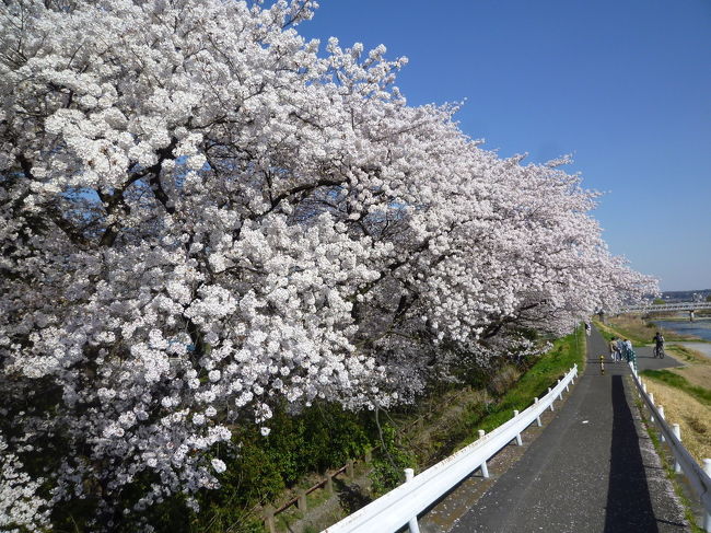 【浅川土手・元横山公園の桜 2018/03/30】<br /><br />浅川土手の桜を見に行きました。今年は、あちこちで随分桜を見て食傷気味ですが、矢張り、地元の桜を見ないと落ち着かない感じでついつい出かけてしましました。時期も丁度、満開の時期でラッキーでした。<br />浅川土手の桜は八王子八十八景に選ばれています。<br />元横山公園は浅川にかかる浅川大橋の傍にあります。ここの桜も綺麗に咲いていました。ここの桜も八王子八十八景に選ばれています。