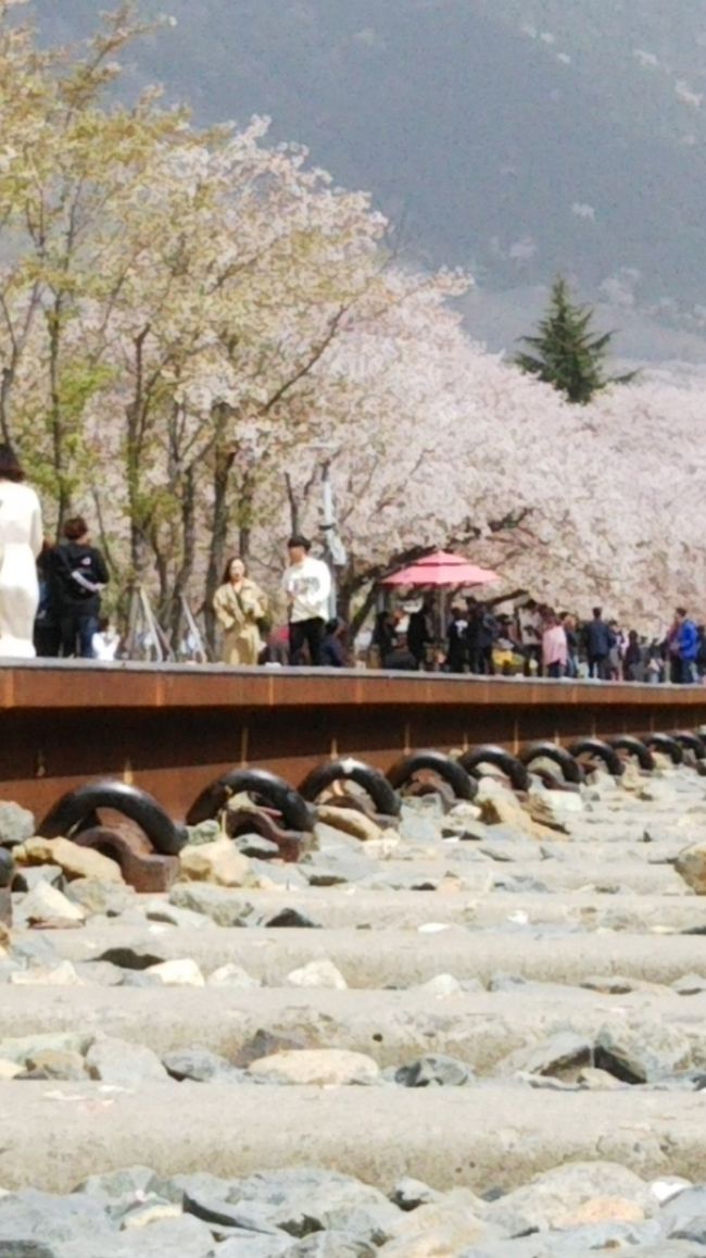 釜山南浦洞から市内バスで沙上にある西部バスターミナルへ。<br />そこから市外バスで街中がピンク色の鎮海へ移動しました。<br />4/1-4/10は鎮海軍港祭が開催されます。<br />またプレイベントは前日夕方から。<br />桜も素敵ですがこの期間は音楽の演奏あり、パレードあり、空軍のエアショーありで特別楽しめます。とにかくイベント山盛りです。<br />気がつくとほぼ１日費やしていました。<br />この日のスケジュールをご参考までに。<br />8：15（生憎の雨のため予定より遅く）南浦洞釜山デパート前１５番バス<br />9：00　西部バスターミナル　鎮海行チケット購入<br />9：15　出発<br />10：20　鎮海市外バスターミナルへ到着<br />10：45　市内バス乗り場へ移動（鎮海ﾅﾑｻﾝ小学校前　307･315･317番）<br />11：00　慶和駅（跡）到着<br />慶和駅で写真撮ったり、線路沿いを鎮海駅方向に歩いて移動<br />余佐川周辺歩き、中原ロータリーへ移動<br />16：45　鎮海市外バスターミナル→沙上　西部バスターミナルへ<br />帰りは下端駅で降りた方が時間によっては道路渋滞に巻き込まれず良いかもしれません。