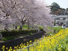 咲き急ぐ桜を追いかけて～見沼氷川公園