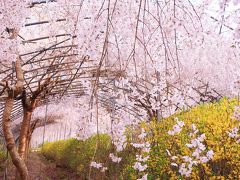 しだれ桜と連翹の天国、ゆうかの里へ