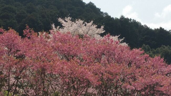 　2018年4月1日（日）第一観光主催の日帰りバスツアーに参加しました。「うきはの連続鳥居と合所ダム桃源郷と原鶴温泉」の１日の旅行記です。<br />行程は以下の通りです。<br />博多駅　9:20→浮羽稲荷　11:00～12:00→ちくご手づくり村　12:10～<br />13:10 →合所ダム　13:25～14:40 →新川製茶　14:10～14:40 →<br /> 普段着の温泉 鶴は千年 14:50～16:20→博多駅　17:30<br />天気は晴れ、桜が満開で大変美しかったです。