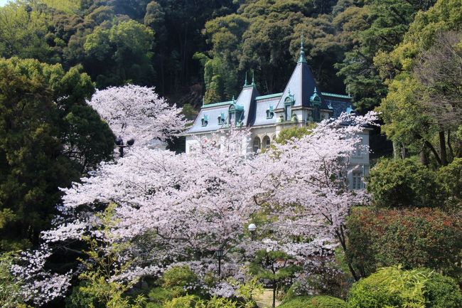 ANAのマイレージがたまったので1泊２日で愛媛県に行くことにしました。<br />今回の旅の目的は①青空の下とライトアップされた松山城の満開の桜を見ること②来年から改修工事が始まる予定の道後温泉本館で改修工事前の温泉を楽しむこと③司馬遼太郎の小説「坂の上の雲」のゆかりの地を巡ること④愛媛の郷土料理や銘菓をいただくことなどです。<br />道後温泉、松山に絞って出来る限り巡ってみました。<br />四国八十八箇所霊場の第五十一番札所の石手寺から道後温泉へ向かい道後公園（湯築城跡）で花見や道後温泉本館で温泉を堪能などした後松山に移動。<br />日本100名城であり日本さくら名所100選にも選ばれている松山城の夜桜や快晴の下の花見を楽しんだあとANA最終便出発時間まで松山を散策しました。松山と言えば「坂の上の雲」。その主人公である秋山兄弟、正岡子規ゆかりの場所を巡りました。<br />表紙は、萬翠荘