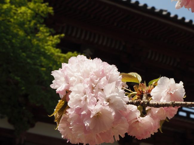 天野山金剛寺、金堂の修復が始まったのが平成２１年、金堂の修復中安置されていた三尊像は修復のため出張され、修復後京都国立博物館と奈良国立博物館に保管展示されていました。<br /><br />金堂修復開始にあたって、この三尊像｢木造大日如来坐像｣｢木造不動明王坐像｣｢降三世明王坐像｣が特別公開され、その時（２０１０年４月）にお参りしています。<br /><br />（「河内長野に秘仏を訪ねて」https://4travel.jp/travelogue/10447683 ）<br /><br />今回、金堂の修復が完成し、三尊像も国宝となり、金堂にお戻りになりました。<br /><br />３／２８～４／１８の間、金堂の落慶記念として、金堂内での三尊像が特別公開されています。<br /><br />京都国立博物館、奈良国立博物館でも、お参りしていますが、やはり里帰りのそろった三尊像を金堂で拝観したいですよね。<br /><br />特別公開も後半戦になったこの日、天野山へ出かけることにしました。<br /><br />【写真は、楼門前の八重桜です】