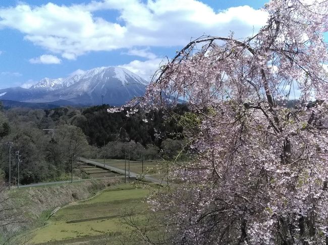 4月8日にマイカーで両親と娘たちを連れて家族旅行に向かいました。前日が、冷え込み雪もふったので心配しましたが　道の雪の心配もなく気持ち良い観光でした。<br />絶景スポットは、淀江どんぐり村や大山寺かな。<br />ただ、気温は低く冬のような感じでした。<br />　しかし、桜もさき　見る場所によっては桜と大山のコラボが素晴らしい。また、雪から顔をひょっこり出したつくしがとてもカワイイです。<br /><br />帰りには、蒜山でチョコレートをかい、山田養蜂場のお店によってみました。思わず買い物しちゃいました。