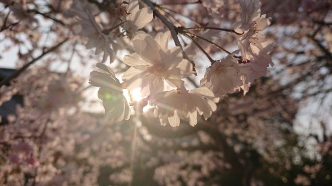 2018年4月10日<br /><br />山の麓にある千本桜<br />そして我が家の枝下桜