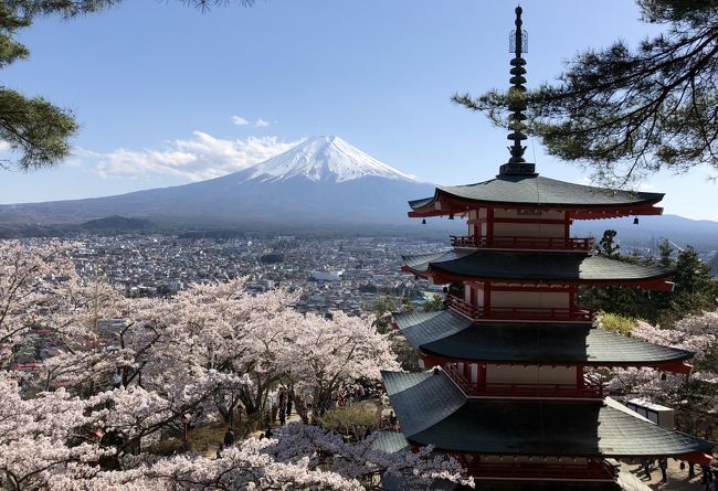 2016年と2017年の旅行記もまだ投稿し終わっていませんが<br />先週末花見がてら富士山を見てきたので先に投稿します(*^_^*)<br />桜はタイムリーなので先ずはこちらを見てください(^_^)/